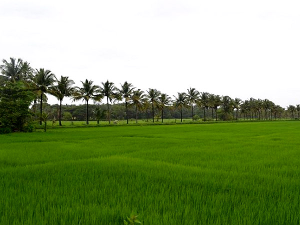 ഗോവയിൽ ആഘോഷിക്കാൻ ചില വഴികൾ! ഗോവയിൽ ആഘോഷിക്കാൻ ചില വഴികൾ!
