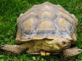 മണിപ്പൂരിൽ മാത്രമുള്ള ചില കാഴ്ചകൾ