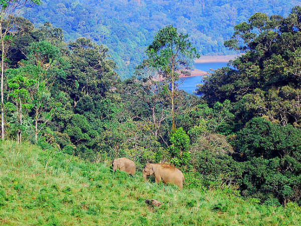 ഗവി