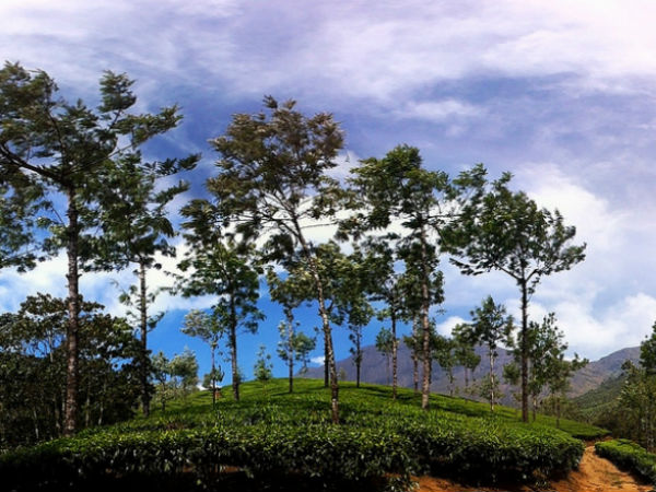 രാജമല