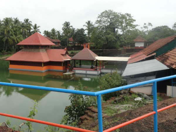 സസ്യഭുക്കായ മുതല