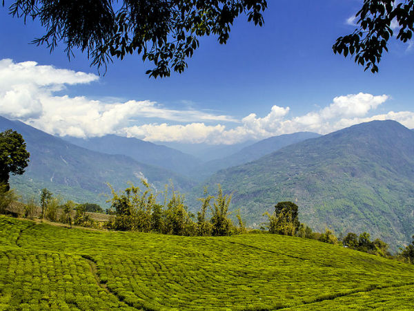 തേയില തോട്ടങ്ങൾ