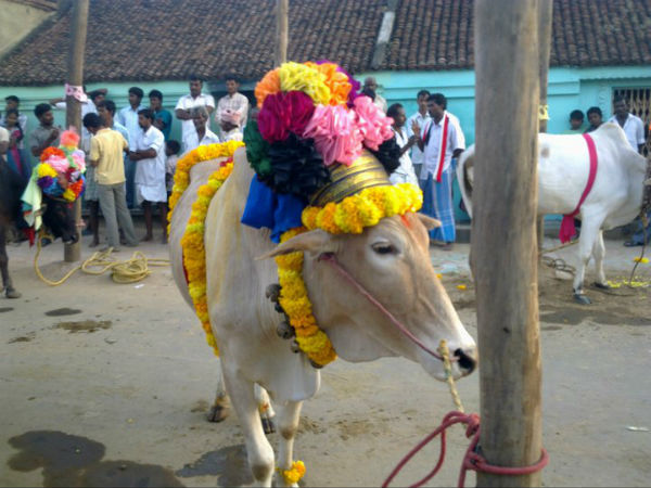 കണ്ടുപ്പട്ടി