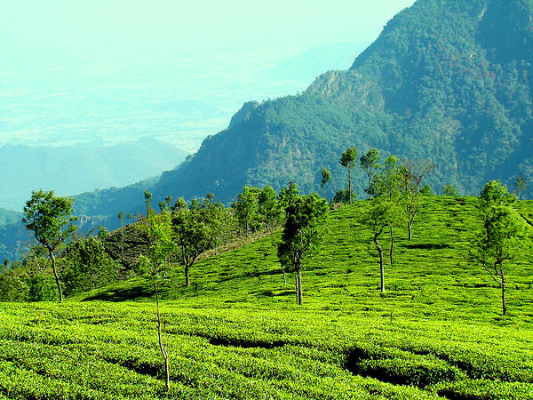 ഊട്ടി