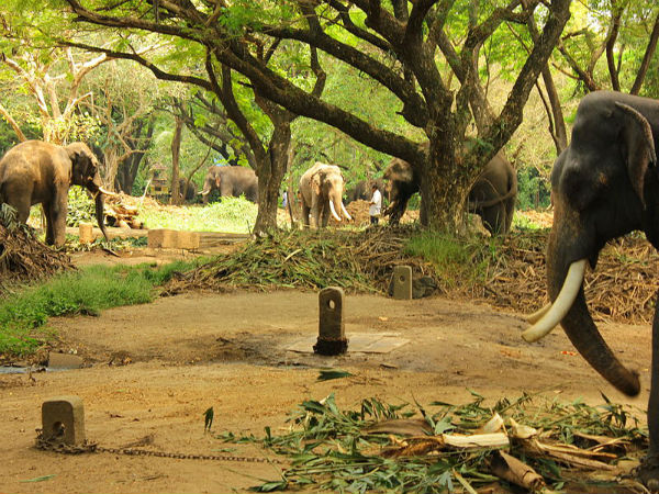 ആനയൂട്ട്