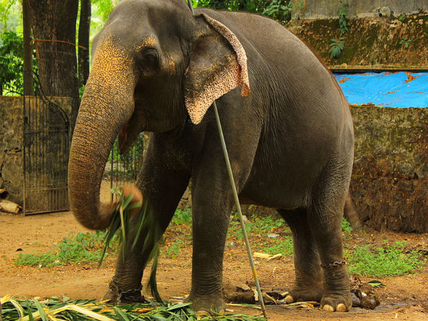പുന്നത്തൂർ കോട്ടയിലെ കാഴ്ചകൾ