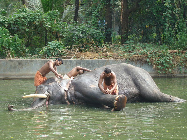 വെള്ളത്തിലാശാൻ