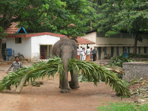 പുന്നത്തൂർ കോട്ടയിലെ കാഴ്ചകൾ