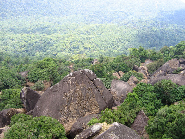 പക്ഷി പാതാളം