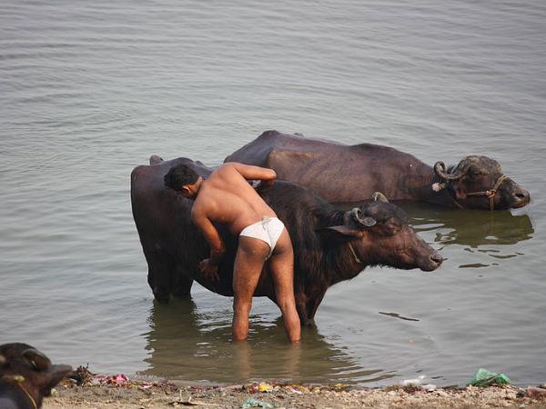 എരുമക്കുളി
