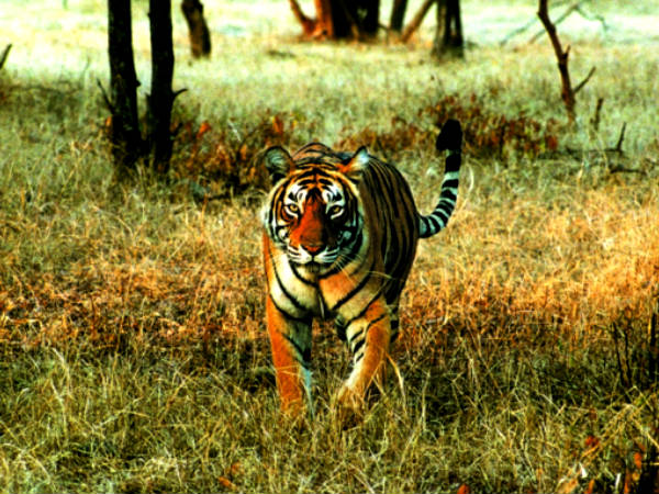 ബന്ദിപ്പൂർ