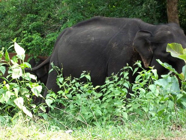 ഓർമ്മയില്ലേ മസിനഗുഡി