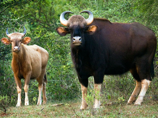 വെള്ളകാട്ടുപോത്ത്