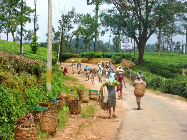 തോട്ടംതൊഴിലാളികൾ