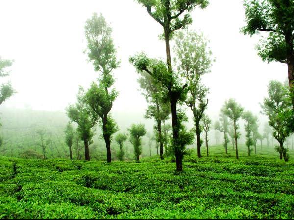 തേയിലത്തോട്ടങ്ങൾ