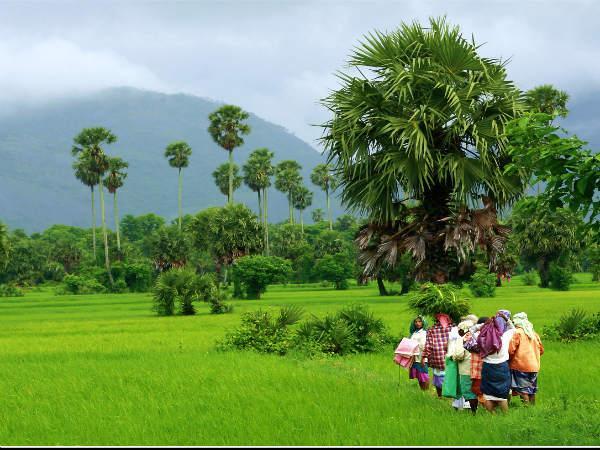 കൃഷി