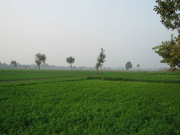 11 സിർസ, ഹരിയാന