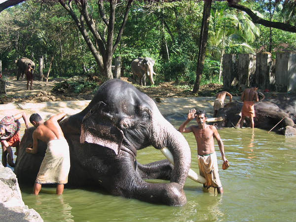 7. പുന്നത്തൂർ കോട്ട, 95 കിമീ