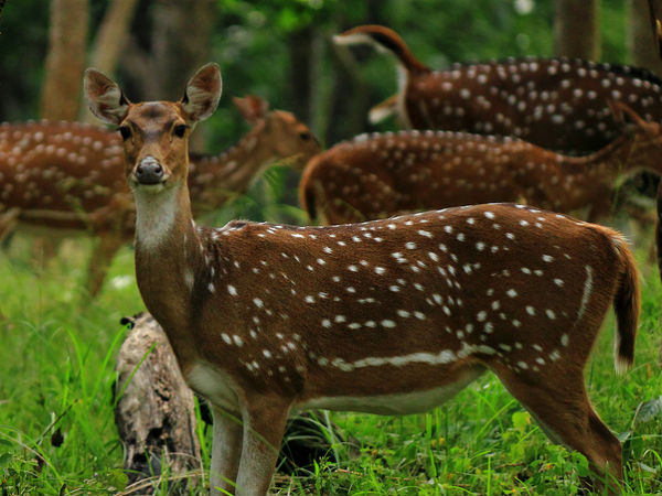 18. പുള്ളിമാനുകള്