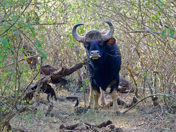 11. കാട്ടുപോത്തുകള്