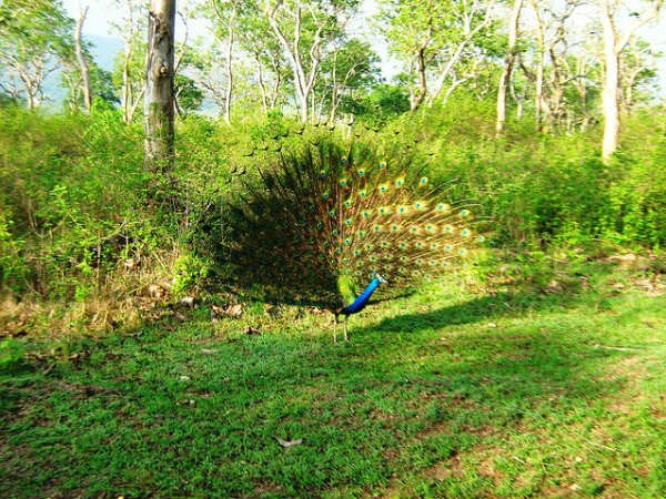 12. മയിലുകള്