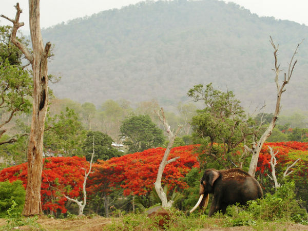 13. ആനകള്