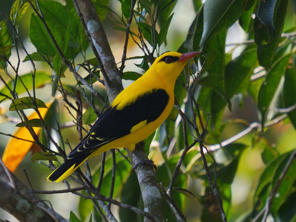 14. മഞ്ഞക്കിളി