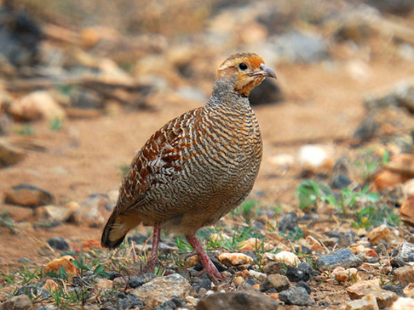 19. കൗതാരി