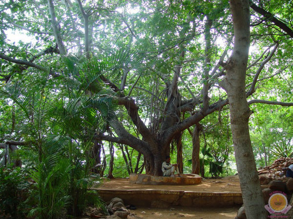 13. വടവൃക്ഷം