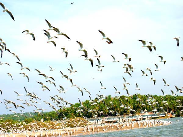 11. കടലുണ്ടി പക്ഷി സങ്കേതം