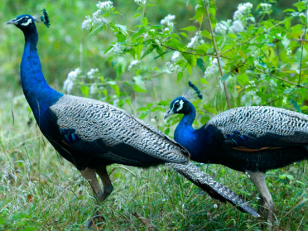 30. മയിലാടുംപാറ