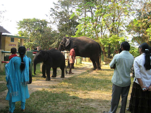 33. കോടനാട്
