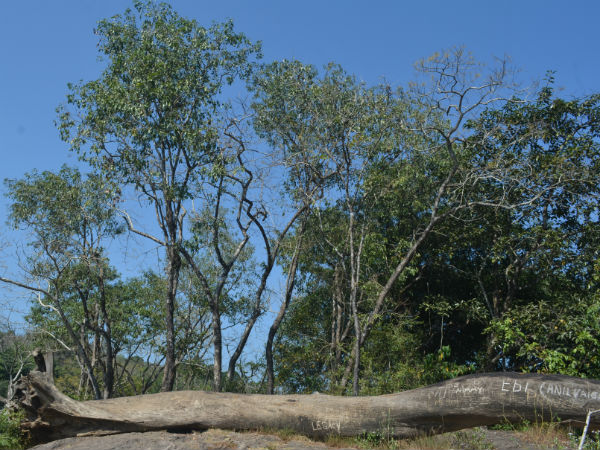 മരപ്പാലം
