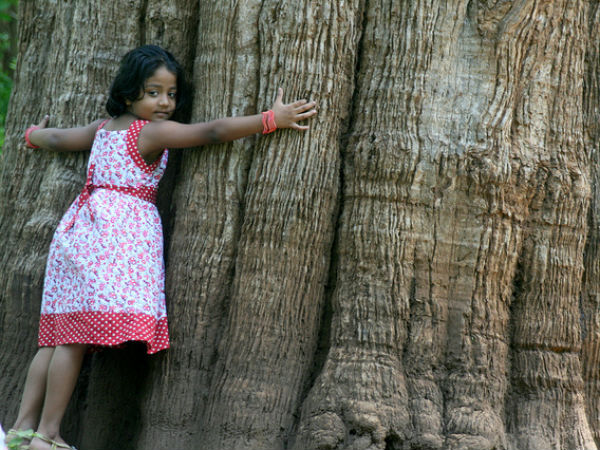 കന്നിമരം