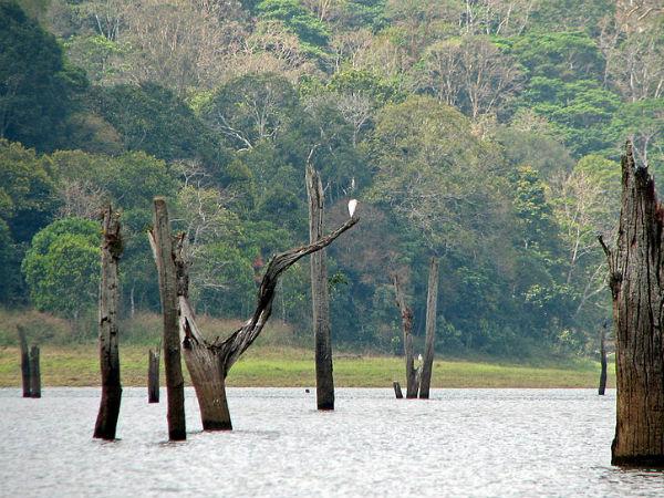 09. തേക്കടി, ഇടുക്കി