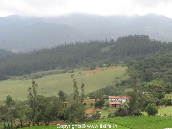 വെന്ലോക്ക് ഡോണ്, ഊട്ടി