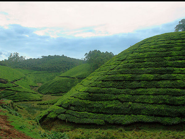 28. മൂന്നാര്, ഇടുക്കി