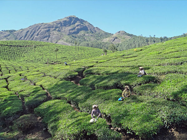 29. ദേവികുളം, ഇടുക്കി