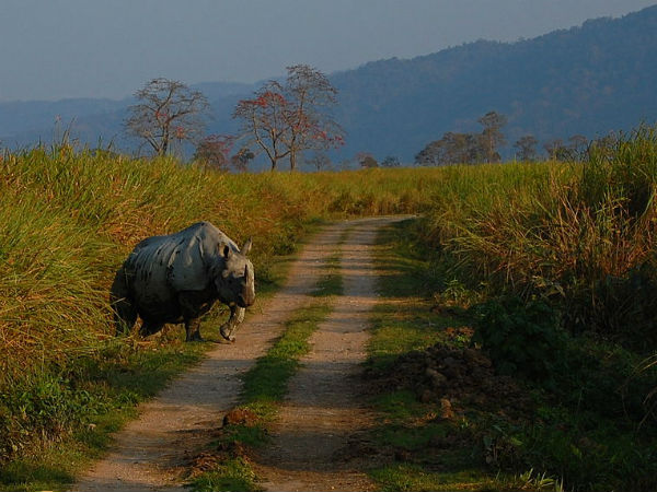 38. കാസിരംഗ