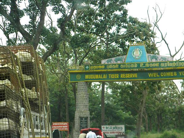 14. ബാംഗ്ലൂര് - ബന്ദിപ്പൂര് - ഊട്ടി