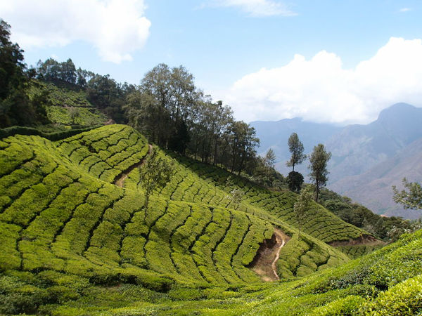 മൂന്നാറിലെ തേയിലത്തോട്ടങ്ങള് (മലേഷ്യ)