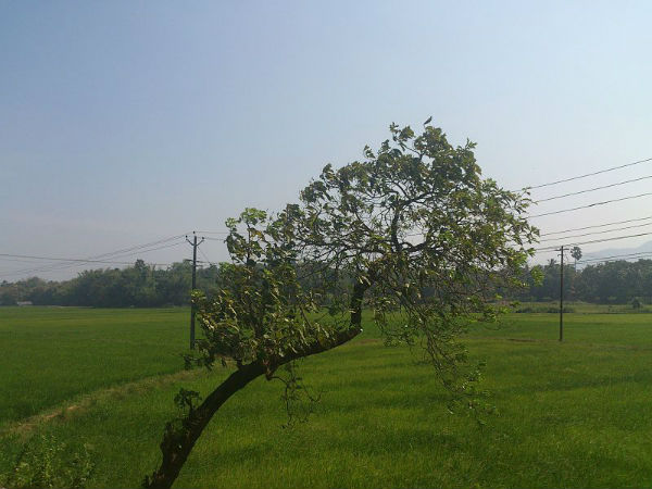 02. ചിറ്റിലഞ്ചേരി