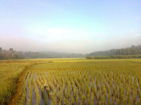 പാടം