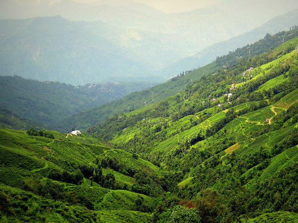 തേയിലത്തോട്ടങ്ങള്