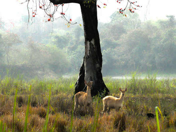 ഘോരാകാടി