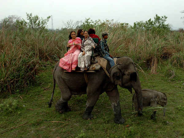 എലിഫന്റ് സഫാരി