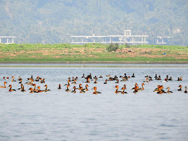 ദേശാടന പക്ഷികള്