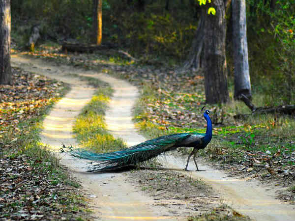 കടുവകള് മാത്രമല്ല
