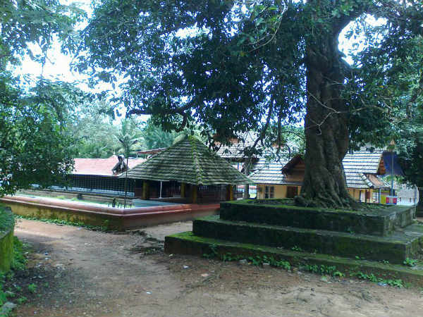 4 അംബികമാരെ പരിചയപ്പെടാം 4 അംബികമാരെ പരിചയപ്പെടാം