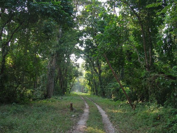 കണ്ടാമൃഗങ്ങൾ